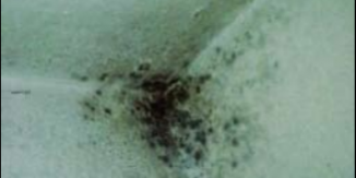 Mehanizem prehoda vlage skozi konstrukcijske sklope v stavbah (1. del)